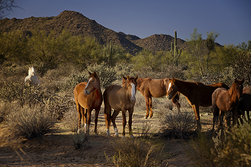 Wild Horses in Lower Salt River Canyon